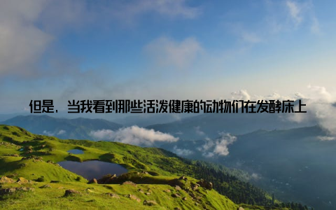 但是, 当我看到那些活泼健康的动物们在发酵床上快乐地生活时, 我的心里充满了成就感随着时间的推移, 我发现发酵床养殖真的让我受益匪浅