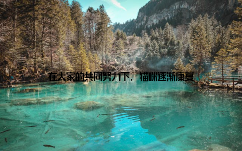 在大家的共同努力下, 猫咪逐渐康复