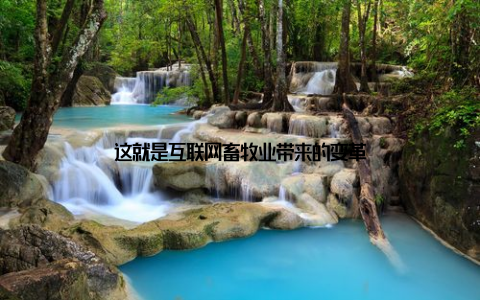 这就是互联网畜牧业带来的变革