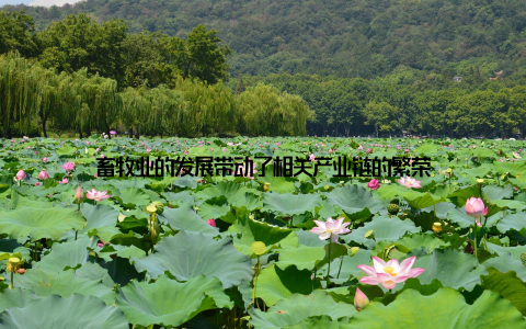 畜牧业的发展带动了相关产业链的繁荣