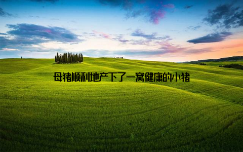 母猪顺利地产下了一窝健康的小猪