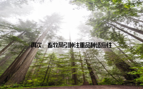 再次, 畜牧局引种注重品种适应性