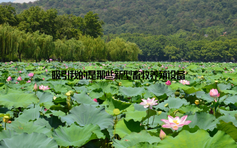 吸引我的是那些新型畜牧养殖设备