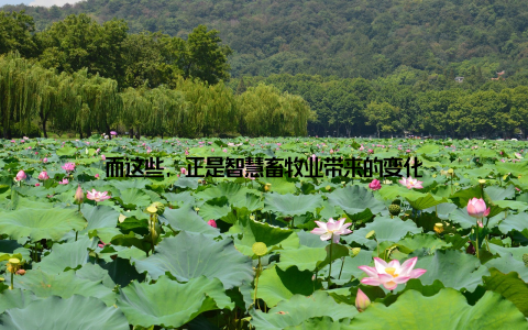 而这些, 正是智慧畜牧业带来的变化